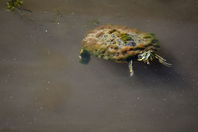 Close-up of turtle in water