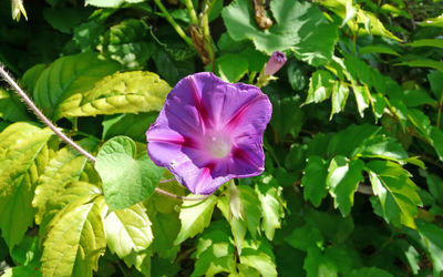 Close-up of purple flowering plant