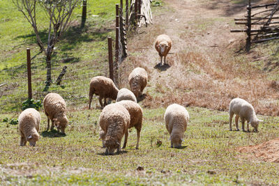 Sheep grazing in a field