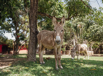 Donkey over the grass.