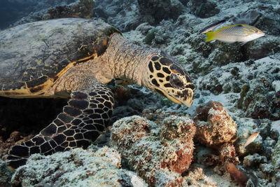 High angle view of turtle in sea