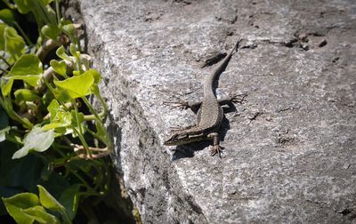 Lizard on the wall