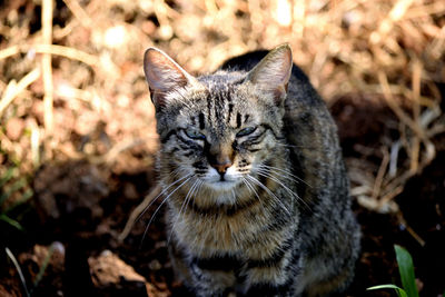Close-up portrait of tabby cat on field