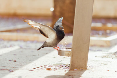 Close-up of pigeon on bird bath