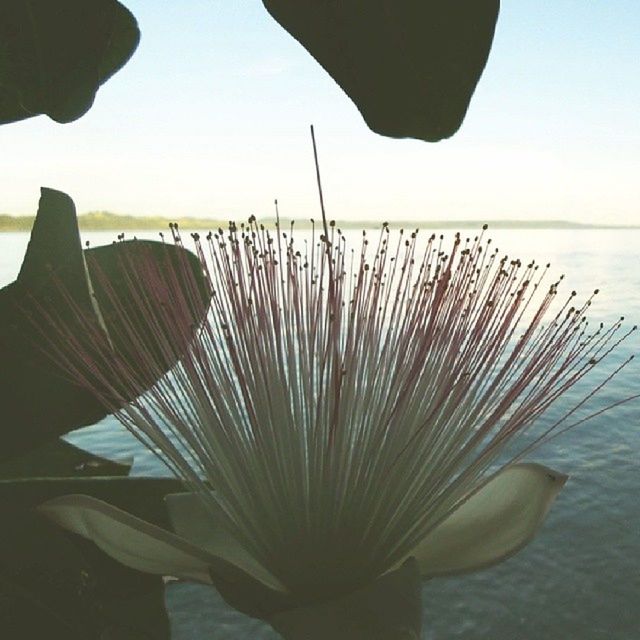 water, beauty in nature, sea, nature, sky, horizon over water, tranquility, flower, plant, growth, beach, tranquil scene, fragility, close-up, scenics, leaf, focus on foreground, clear sky, day, stem