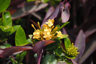 Close-up of flower against blurred background