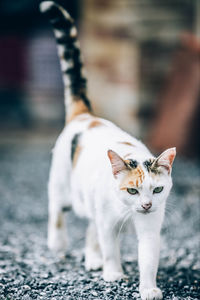 Portrait of cat standing outdoors