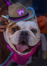 Close-up of dog