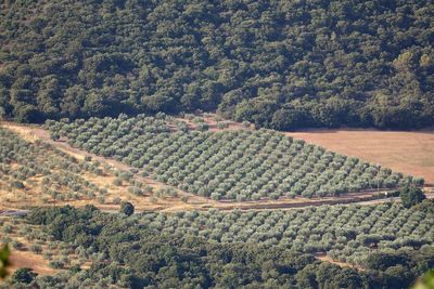 High angle view of agricultural field