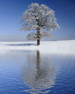 Tree by snow against sky during winter