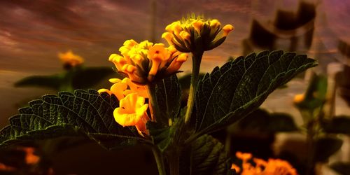 Close-up of yellow flowering plant