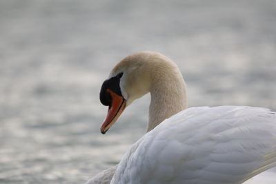 Close-up of swan
