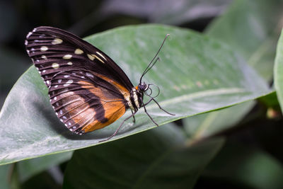 Close-up of butterfly on leaf