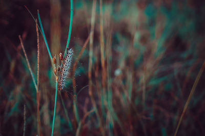 Close-up of wheat growing on field