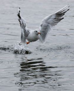 Seagull flying over water