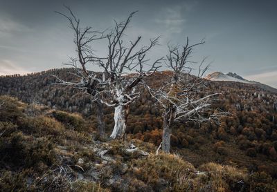 Low angle view of trees against sky