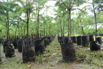 Panoramic shot of trees against sky
