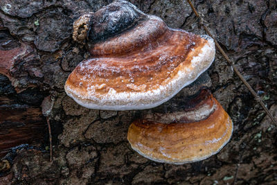 Close-up of mushrooms on rock