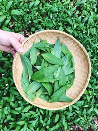 High angle view of hand holding leaves in basket