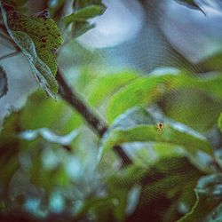 Close-up of insect on leaf