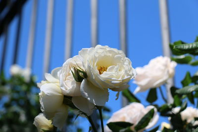 Close-up of white rose blooming outdoors