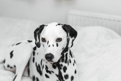 Close-up portrait of dog on bed at home