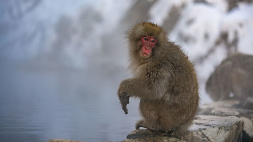 Monkey looking away on rock in snow