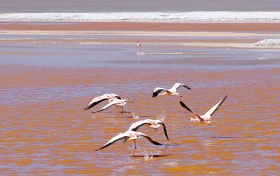 Laguna colorada - bolivia flying flamingos