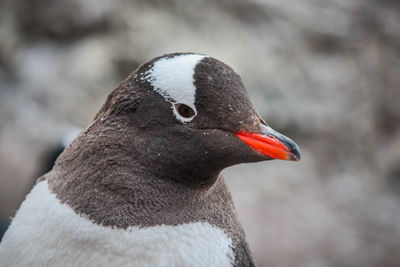 Close-up of a bird