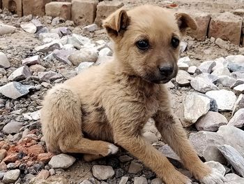 Portrait of dog sitting on rock