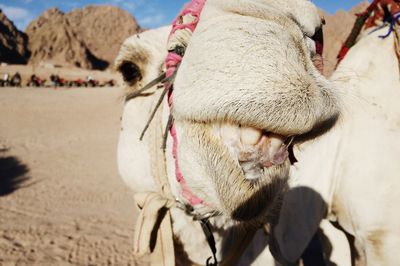 White camel in the desert of egypt