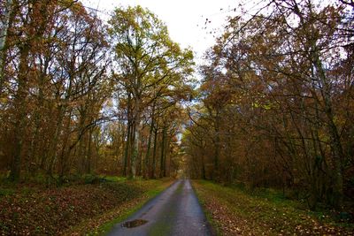 Road amidst trees in forest during autumn