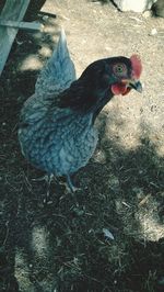 Close-up of rooster on field