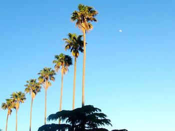 Low angle view of palm trees against clear blue sky