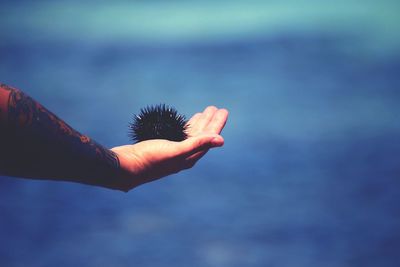 Close-up of hand holding sea urchin
