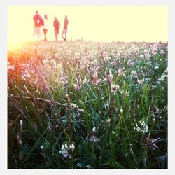 Flowers growing in field