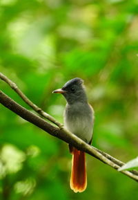 Close-up of bird perching on branch