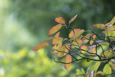 Close-up of leaves on tree