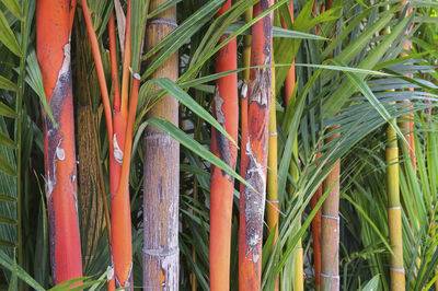 Full frame shot of bamboo plants