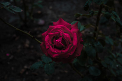 Close-up of red rose