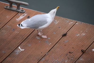 High angle view of seagull perching on wooden floor