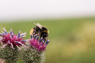 Close-up of honey bee on thistle