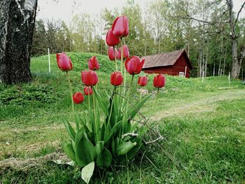 Plants growing on field