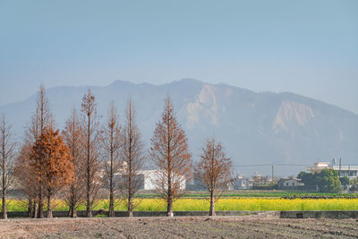 Scenic view of field against clear sky