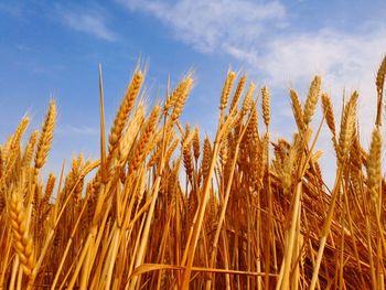 Close-up of wheat growing on field against sky