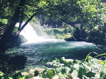 Scenic view of waterfall in forest