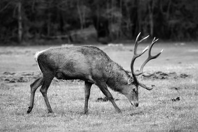 Side view of stag walking on field