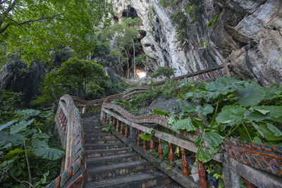 High angle view of trees in forest