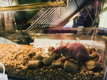 High angle view of crab in cage