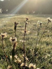 spider web